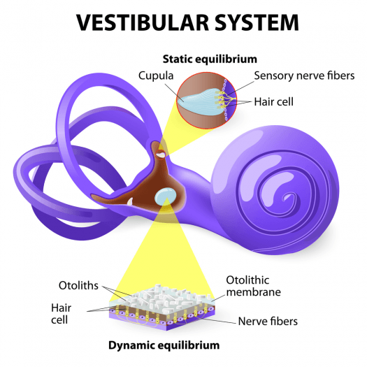 Vestibüler Sistem Anatomisi