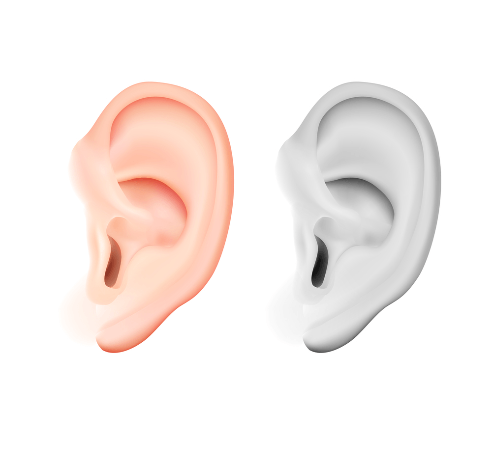 Kulak Embriyolojisi