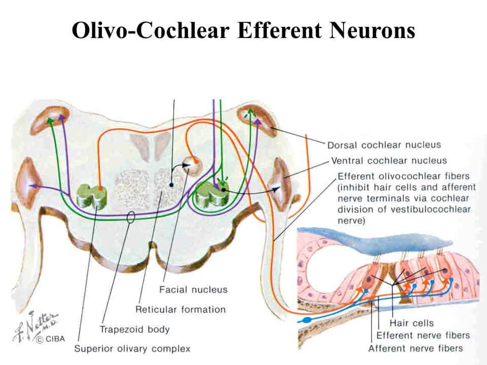 Eferent Olivokolear Sistem