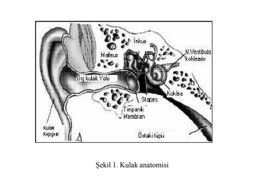 Odyoloji Sözlüğü: Orta Kulak Nedir ?